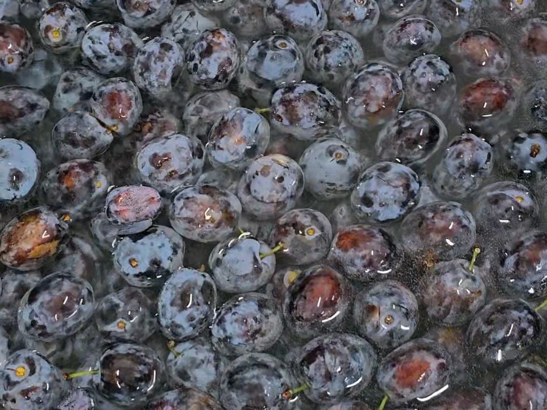 Plums with a bluish bloom in the washer before juicing