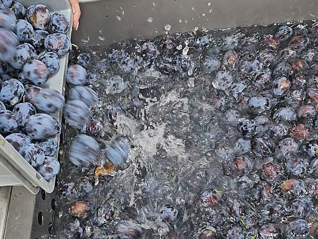 Plums being tipped from a crate into the washer before juicing