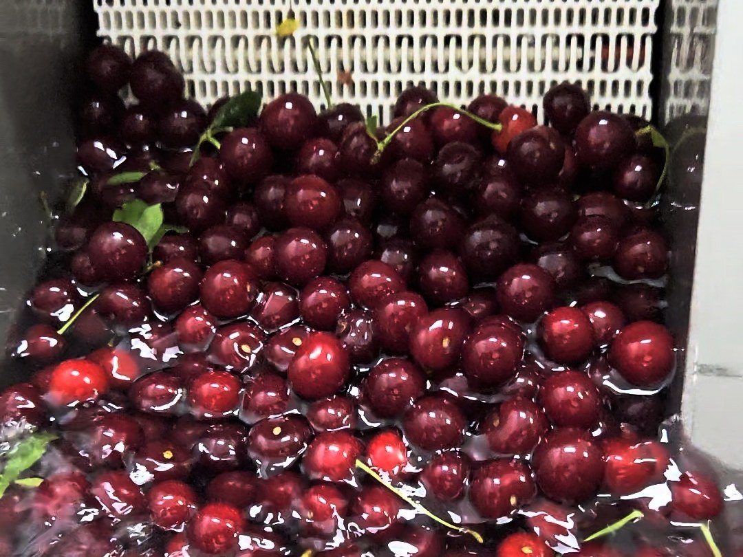 Cherries in the washer before pressing