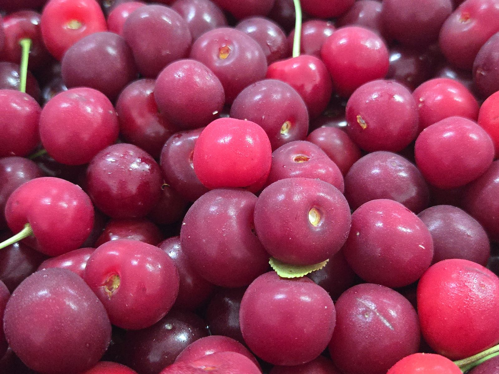 Ripe cherries for cherry juice